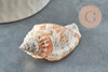 Coquillage naturel spirale Conch percé 37mm, x5 (G1659)