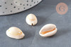 Coquillages cauris naturels percés, coquillages naturels, bijoux plage,vacances,x 10-50-100 ou 200 (G0583)