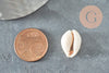 Coquillages cauris ouverts 15mm, coquillages naturels,création bijoux plage,vacances, x10 ou x50 (G2033)