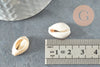 Coquillages cauris ouverts 15mm, coquillages naturels,création bijoux plage,vacances, x10 ou x50 (G2033)